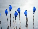 Photo of Blue-Bird