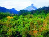 Photo of Mt Warning Rainforest Retreat